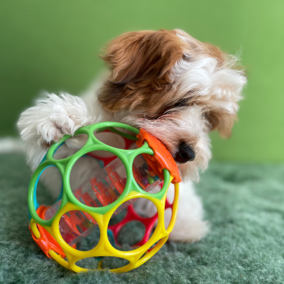 Havanese puppy playing