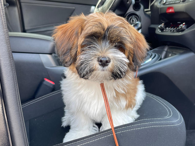 Havanese puppy seats in the car