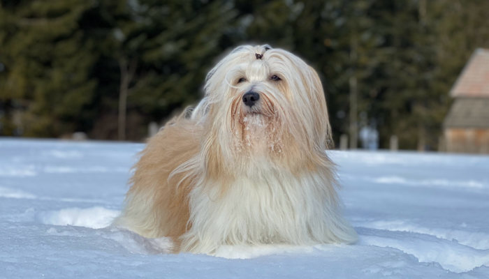 Ninigi - the Havanese dog in winter