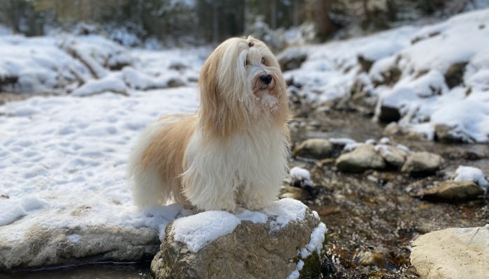 Ninigi - the Havanese dog in winter