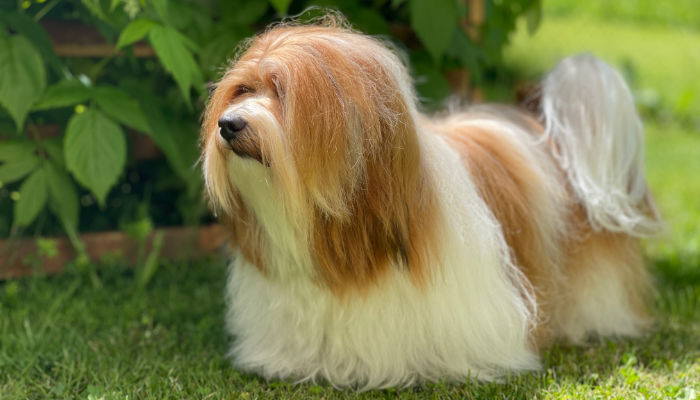 Ruby - the Havanese dog in garden