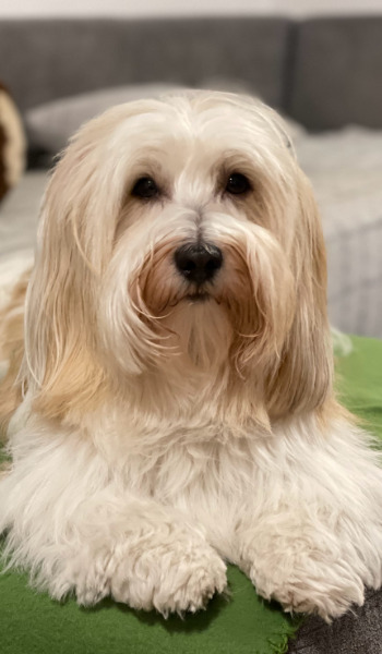 Havanese look