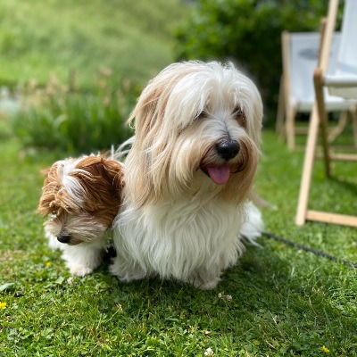 Havanese dogs