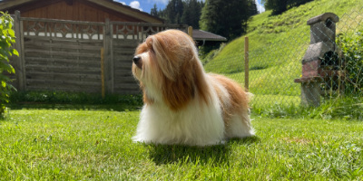 Havanese in garden