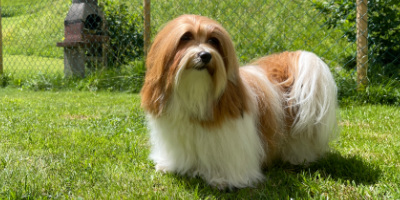 Havanese girl in garden