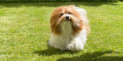 Havanese puppy running