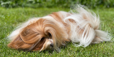 Havanese puppy playing