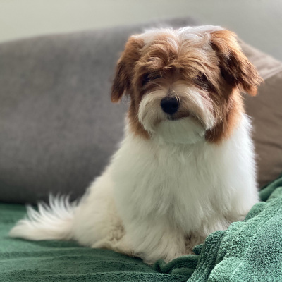 Havanese puppy