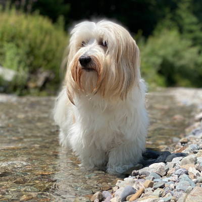 Havanese strolling in river