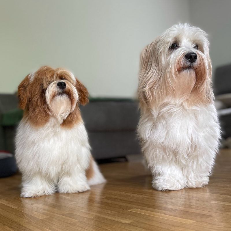 Havanese dogs watching