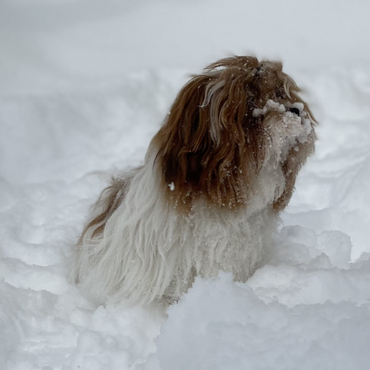 Havanese lady in snow