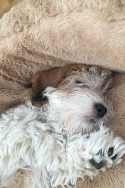 Havanese puppy sleeping