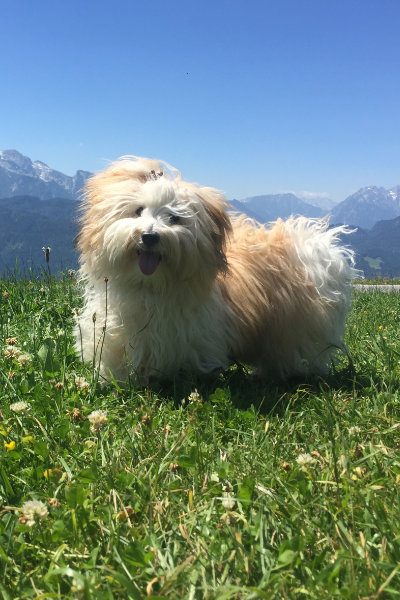 Havanese dog on excursion