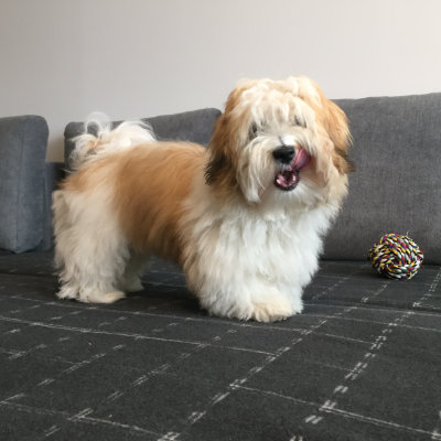 Havanese playing with ball