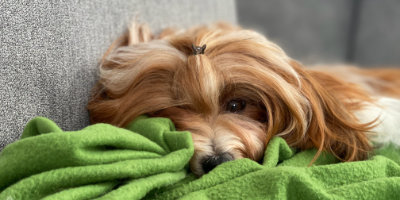 Havanese almost sleeping