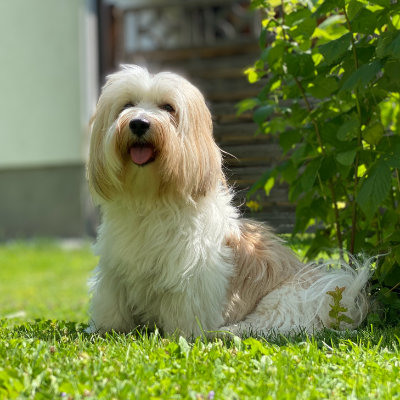 Havanese give attention