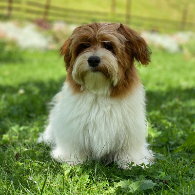 Havanese puppy seeting in garden