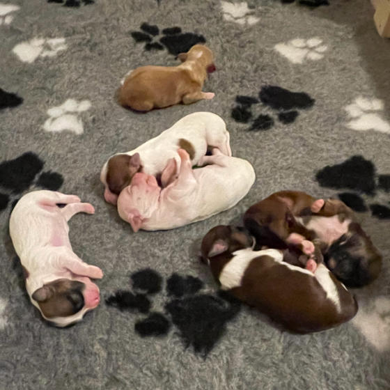 Havanese puppies sleeping