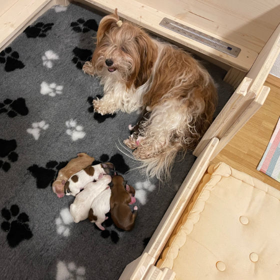 Havanese puppies with mother