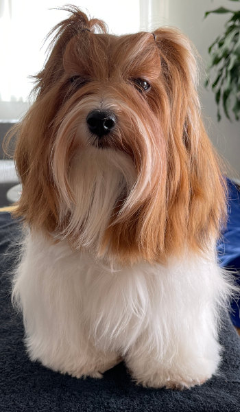 Havanese look